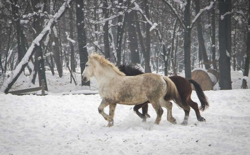 Konji s ranča "Zelena dolina" kod Prnjavora nižu nagrade